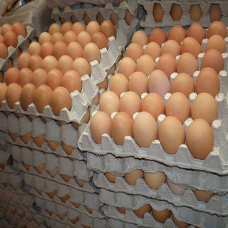 fertile hatching chicken eggs 1554569087 4838680 - PRODUCTS