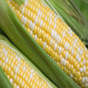 White and Yellow Maize