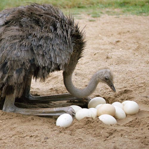 Buy Ostrich Fertile Eggs