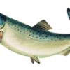 Buy Salmon Fish Online