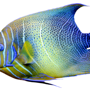 Buy Tropical Fish Online
