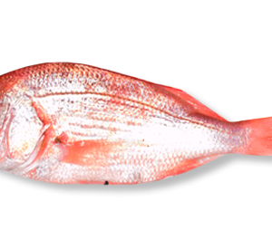 dente angolais 5be2f35e19c83 300x265 - Buy Red Mullet Online