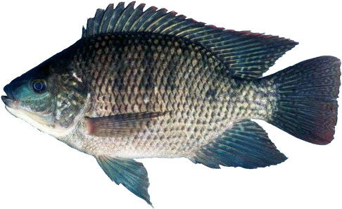Buy Tilapia Fish Online
